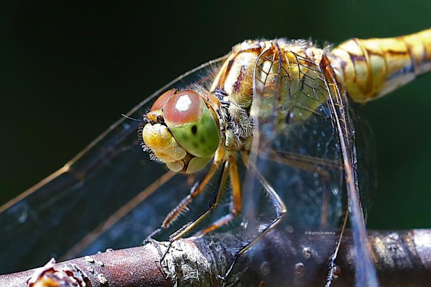 I love you © Birgitta Rudenius