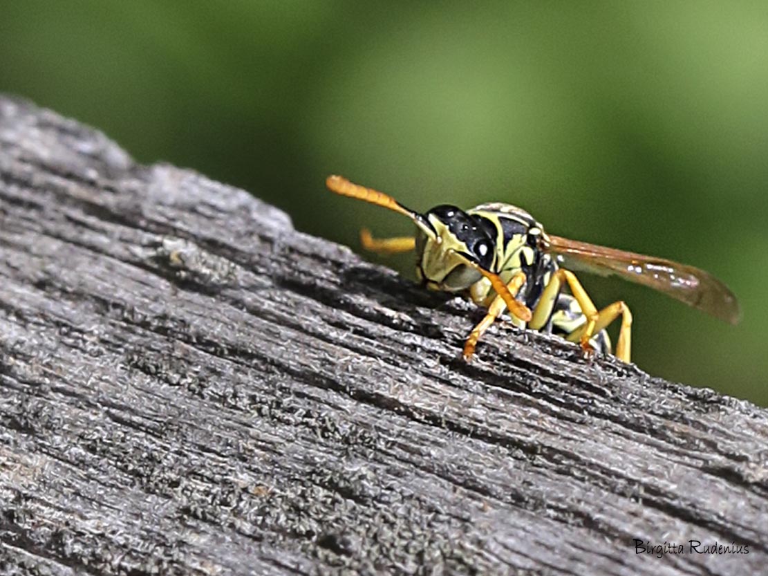 Geting Macro FOTO © Birgitta Rudenius