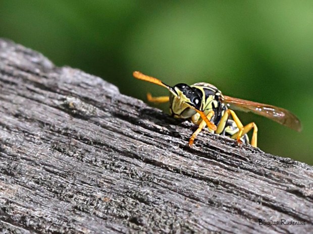 Geting Macro FOTO © Birgitta Rudenius