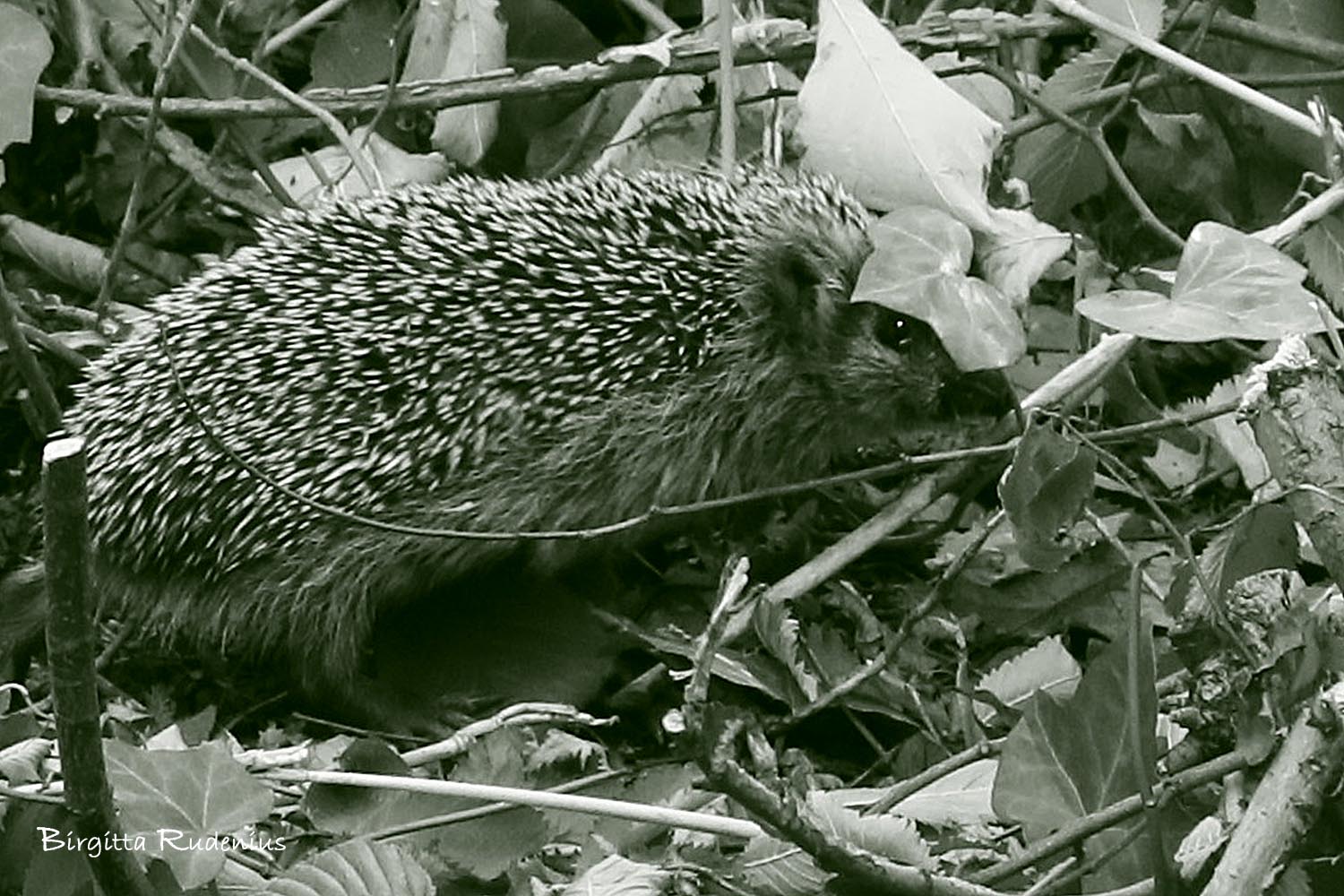 Igelkott i grönfilter © Birgitta Rudenius