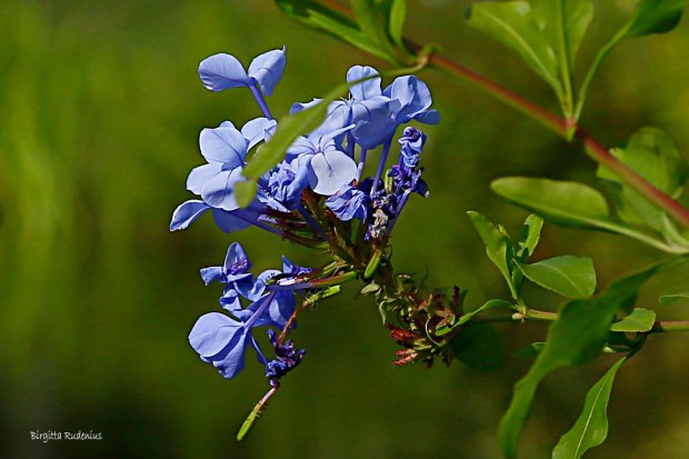 Utsnitt - Test1 - © Birgitta Rudenius