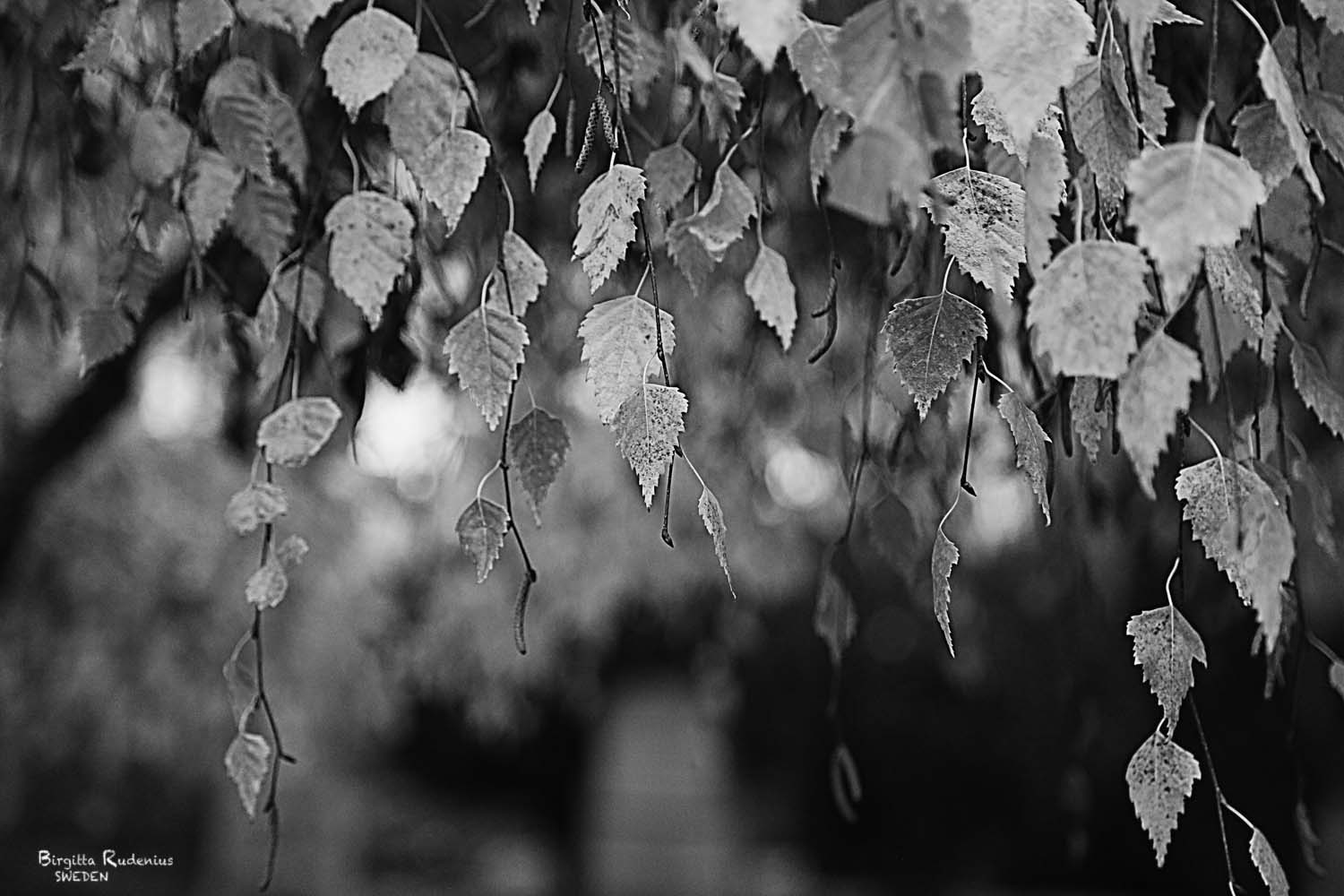 Black & White Photo © Birgitta Rudenius