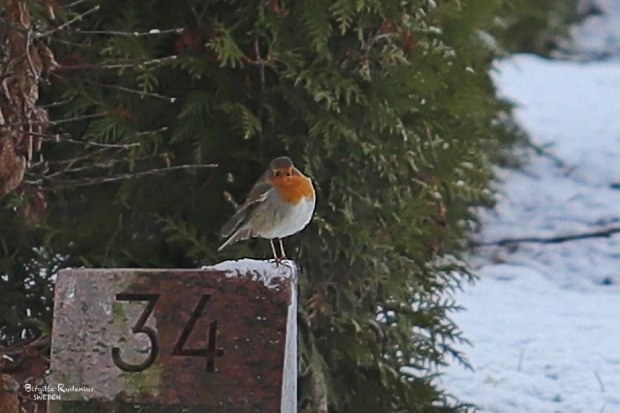 I love you © Birgitta Rudenius