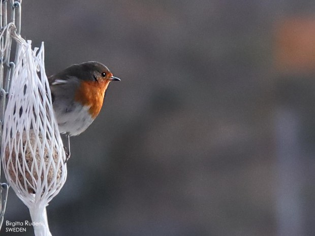 I love you © Birgitta Rudenius