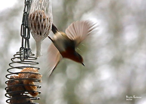 I love you © Birgitta Rudenius