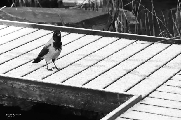 Street Photo © Birgitta Rudenius