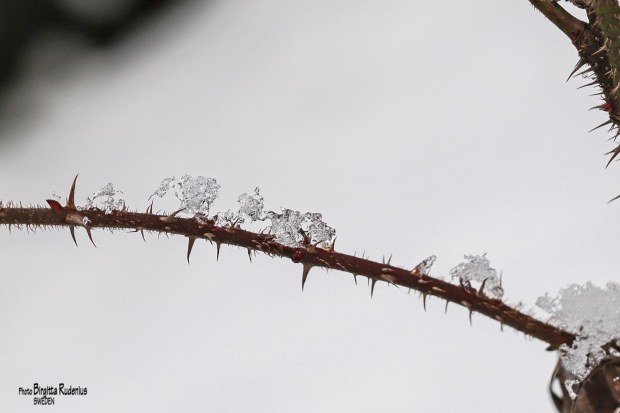 Photo © Birgitta Rudenius