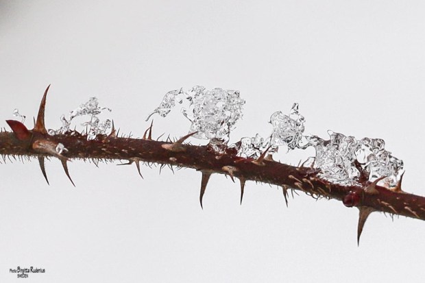 Photo © Birgitta Rudenius