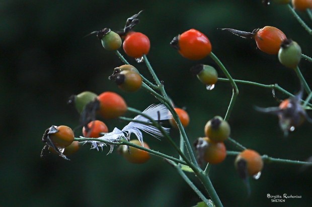 Photo © Birgitta Rudenius