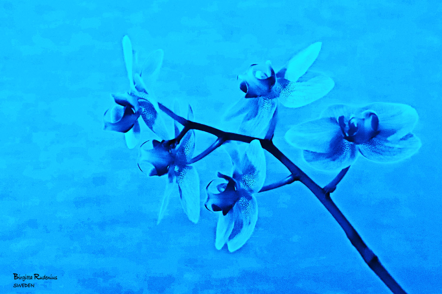 Fainting Flower © Birgitta Rudenius