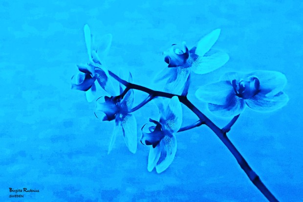 Fainting Flower © Birgitta Rudenius