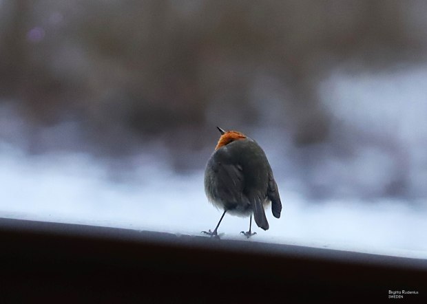 I love you © Birgitta Rudenius