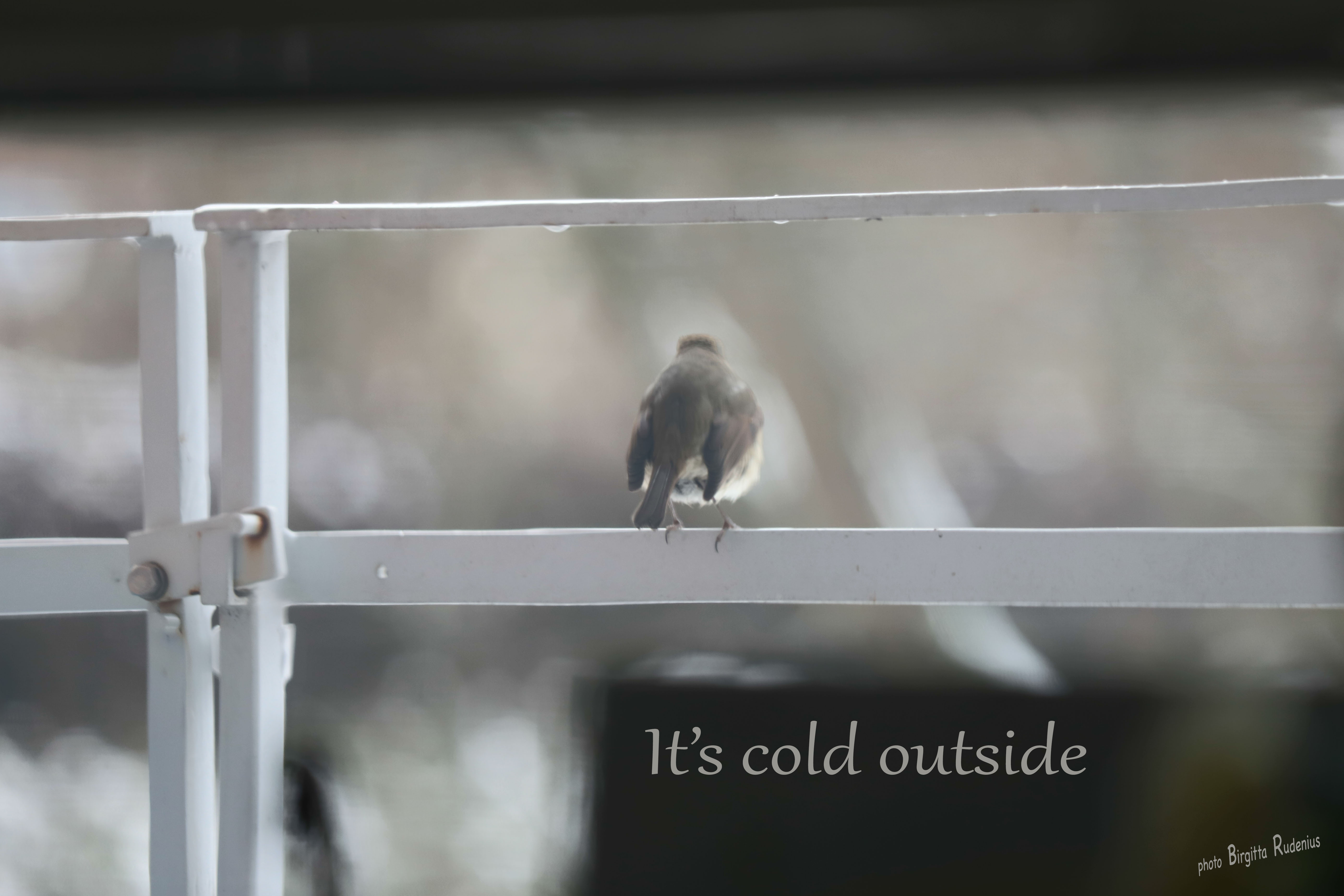 Photo © Birgitta Rudenius