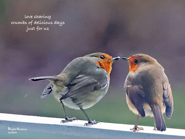 I love you © Birgitta Rudenius