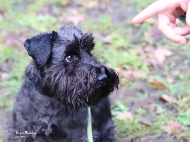 Dog Street Photo © Birgitta Rudenius