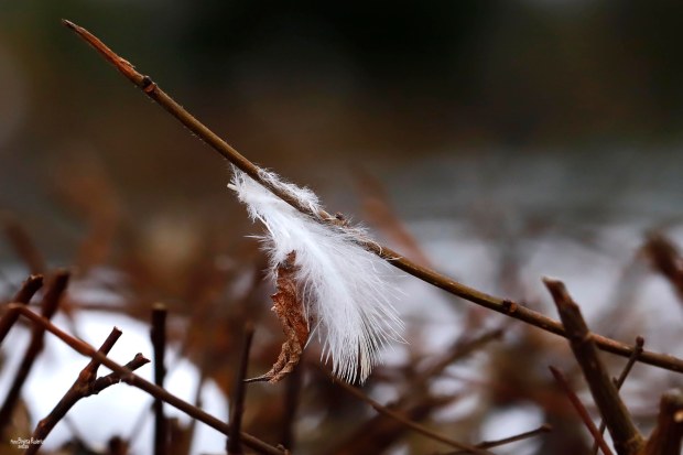 Photo © Birgitta Rudenius