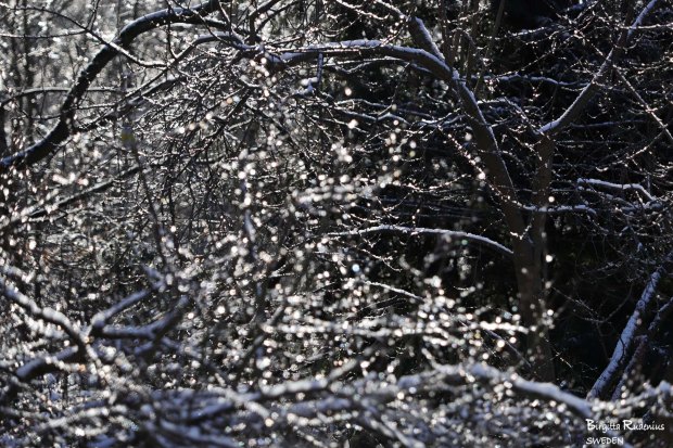 Icy Photo © Birgitta Rudenius