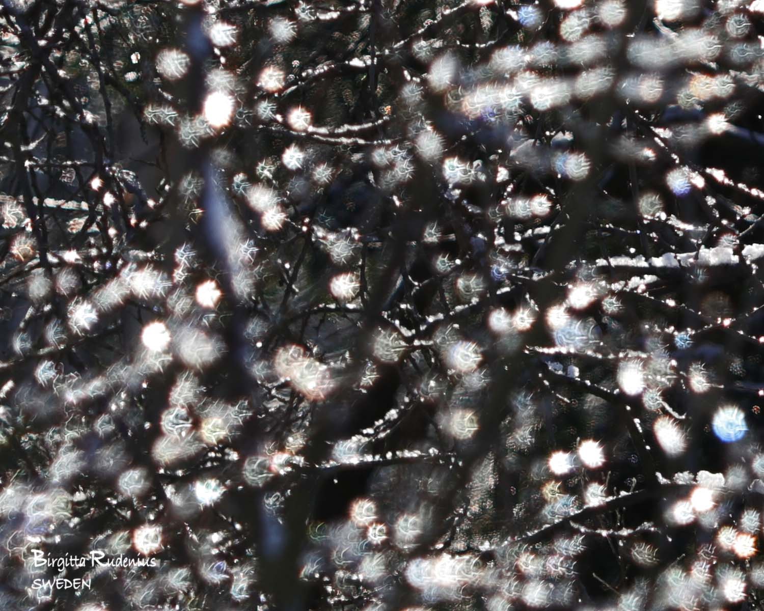 Icy Photo © Birgitta Rudenius