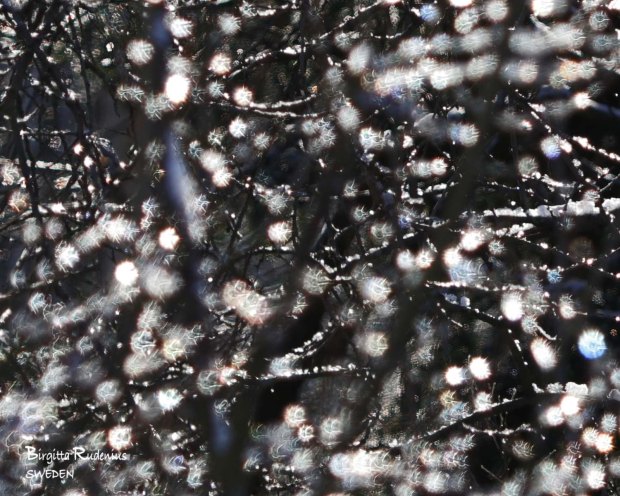Icy Photo © Birgitta Rudenius