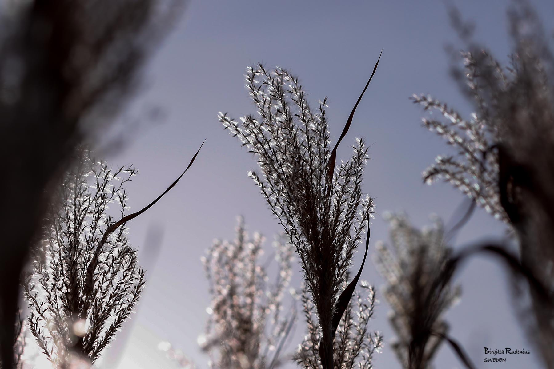 Macro Photo © Birgitta Rudenius