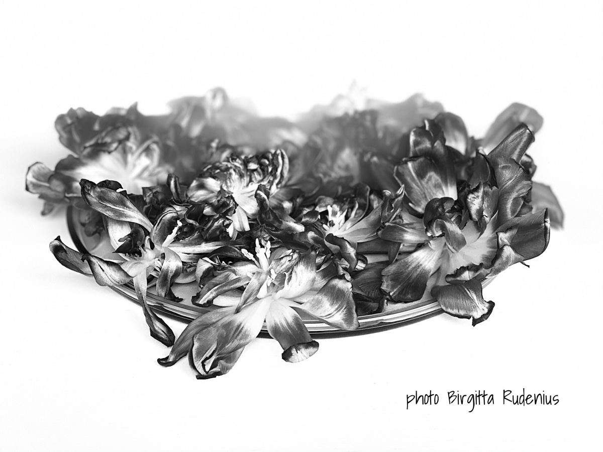 Photo © Birgitta Rudenius