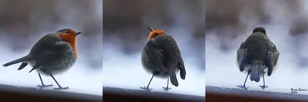 Robin Rödhake x 3 © Birgitta Rudenius