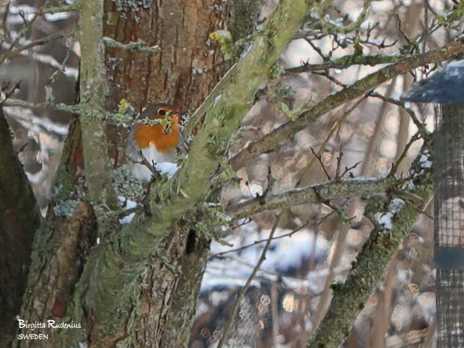 Bird Photo © Birgitta Rudenius