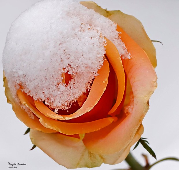 Fainting Flower © Birgitta Rudenius