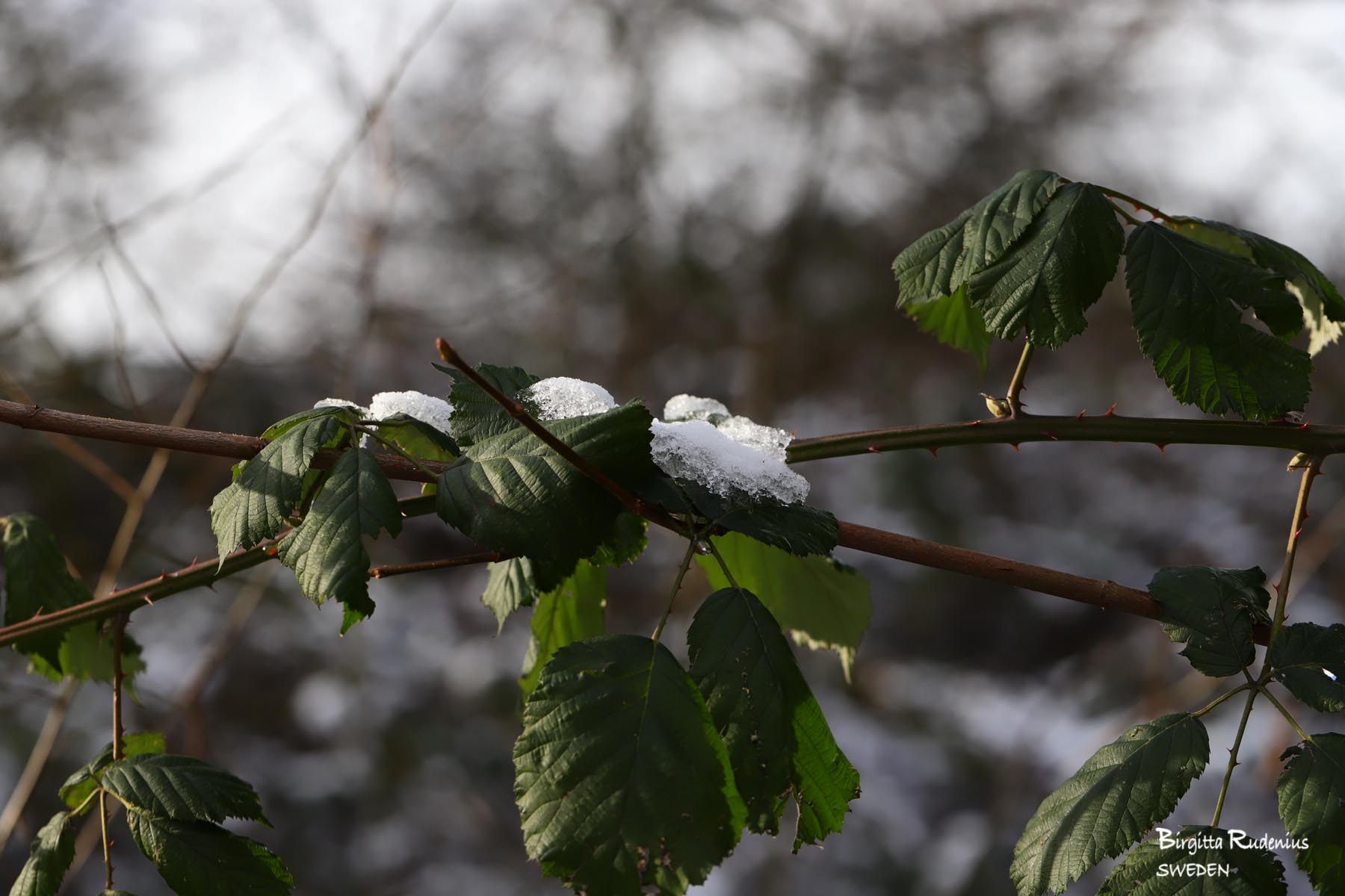 Nature Photo © Birgitta Rudenius