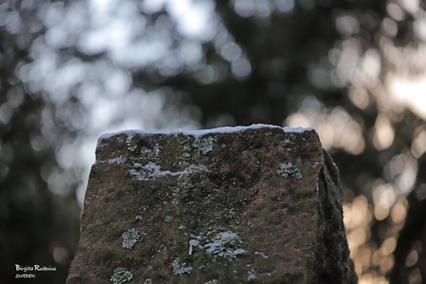 Macro Photo © Birgitta Rudenius