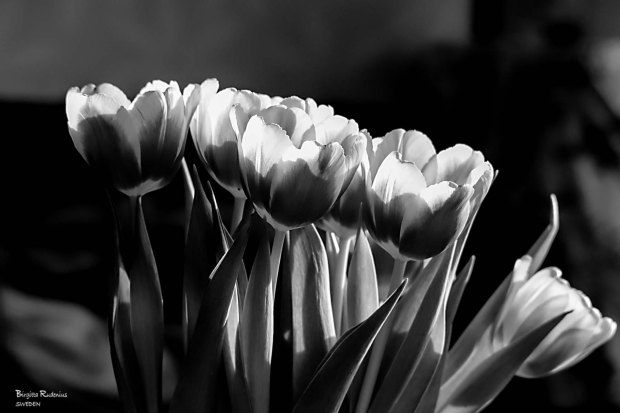 Black & White Flowers © Birgitta Rudenius