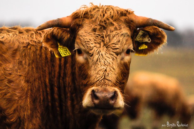 Photo © Birgitta Rudenius