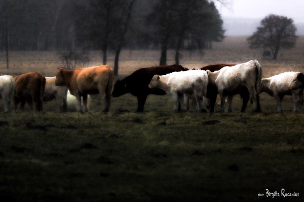 Photo © Birgitta Rudenius