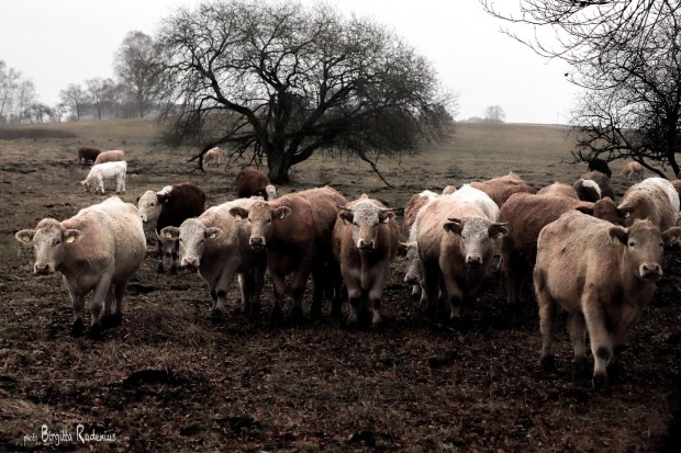 Photo © Birgitta Rudenius