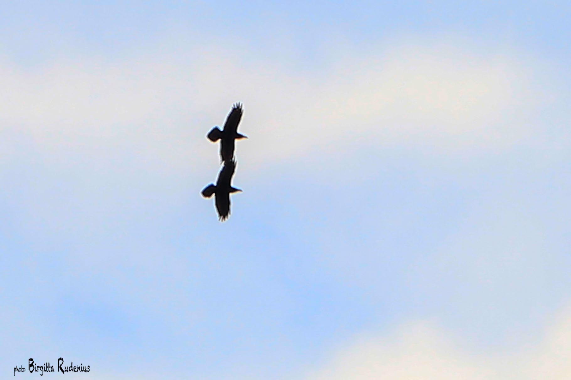 Photo © Birgitta Rudenius