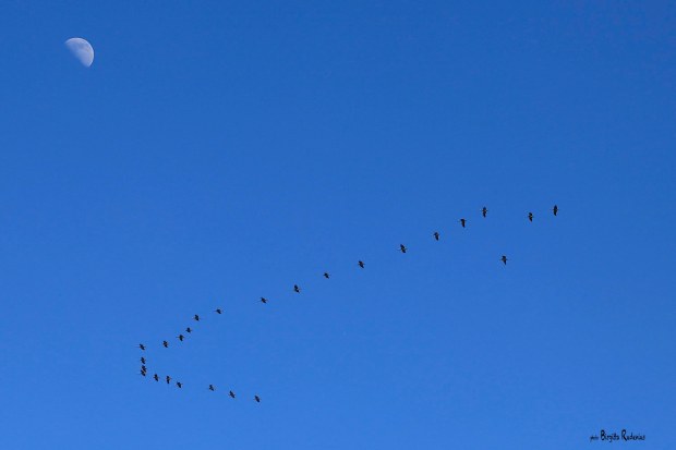 Photo © Birgitta Rudenius