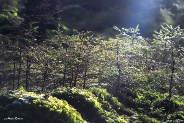 Nature Photo © Birgitta Rudenius