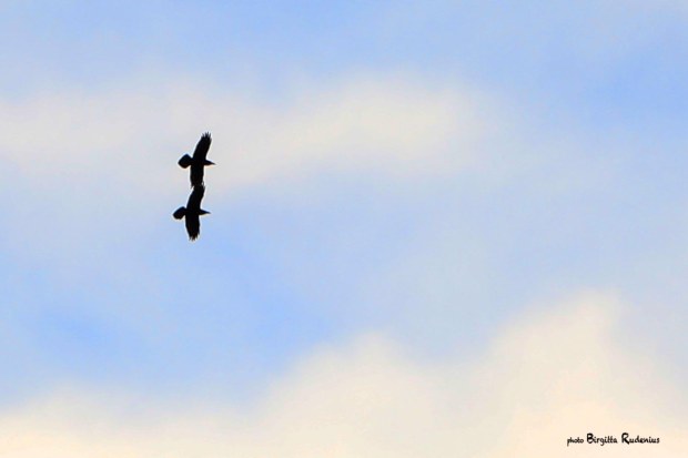 Photo © Birgitta Rudenius