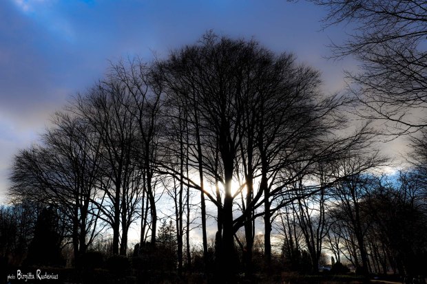 Tree Photo © Birgitta Rudenius