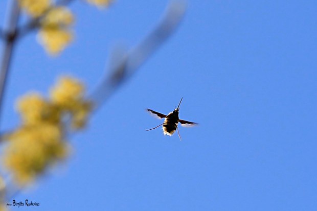 Macro Photo © Birgitta Rudenius