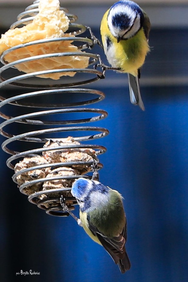 Photo © Birgitta Rudenius