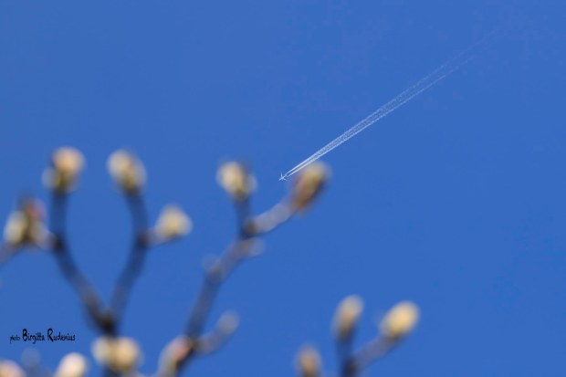 Photo © Birgitta Rudenius