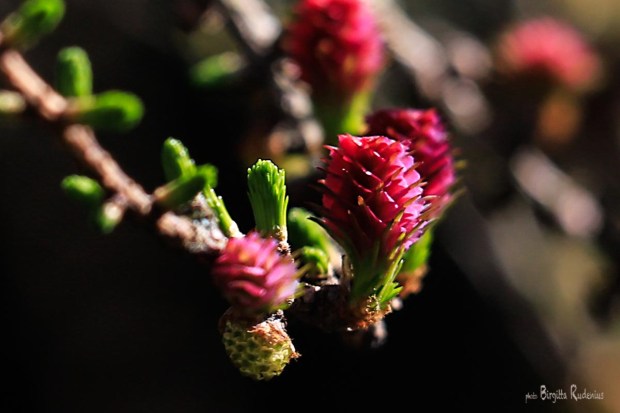 Macro Photo © Birgitta Rudenius