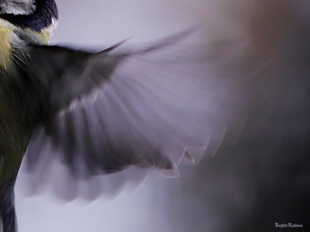 Photo @ Birgitta Rudenius