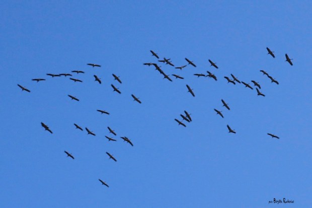 Photo © Birgitta Rudenius