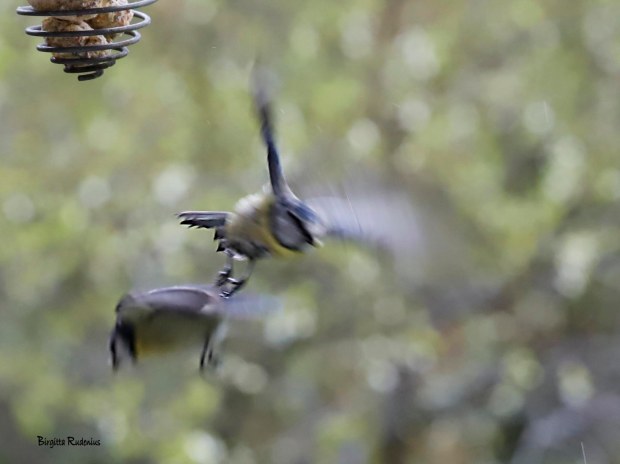 Photo © Birgitta Rudenius