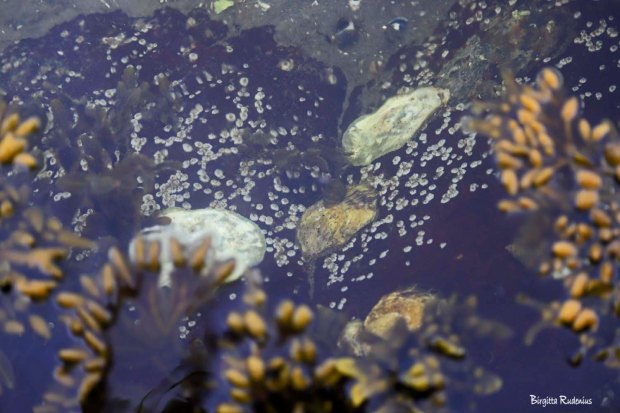 Photo © Birgitta Rudenius