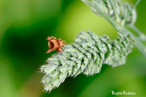 Photo @ Birgitta Rudenius