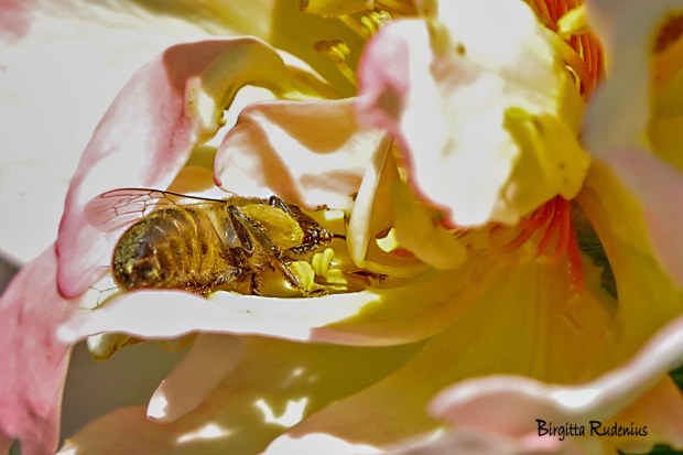 Photo @ Birgitta Rudenius