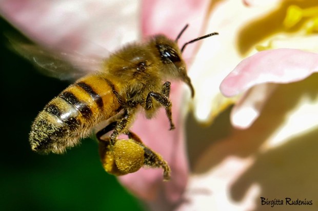 Photo @ Birgitta Rudenius